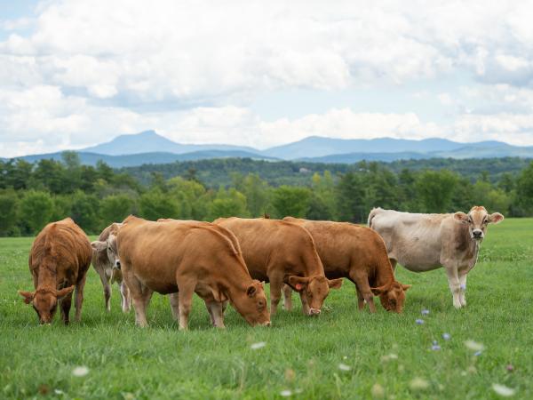 Beef cows at pasture