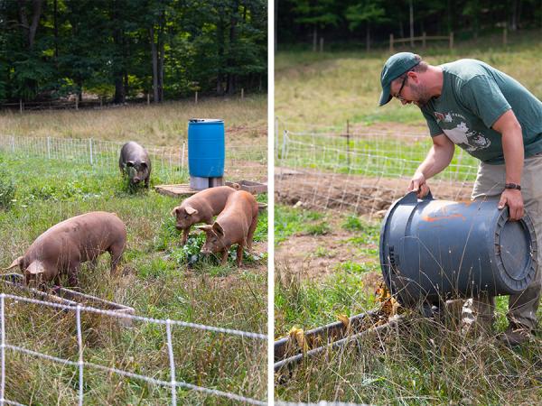 Inn Kitchen, garden, and OBread scraps being fed to the Children's Farmyard pigs.