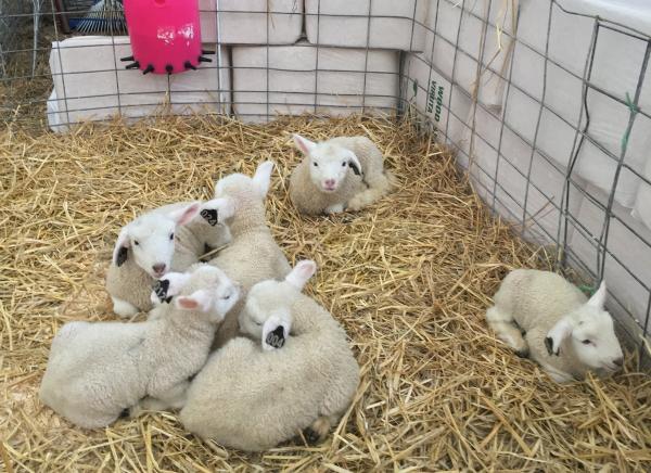 bottle lambs