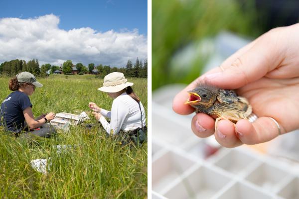 Left: Students Katie McGee and Peyton Stevens monitor a nest of Savannah sparrow chicks in the field across from the Shelburne Farms Inn. Right: A Savannah sparrow chick. Photos by Sarah Webb.
