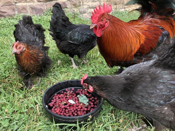 three hens and a rooster gather around a pan of water and berries