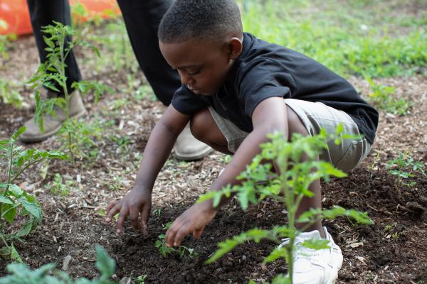 A young student plants a tomato plant. Photo courtesy Children Nature Network.