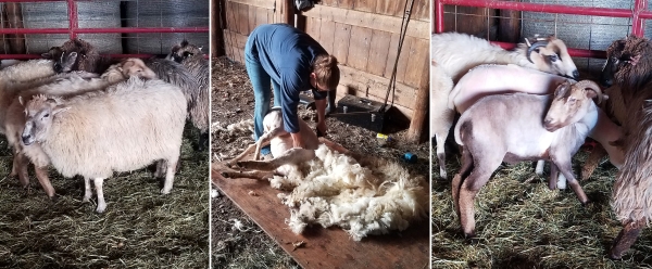 Churro sheep being sheared at the Farm this past fall: before, during, and after!