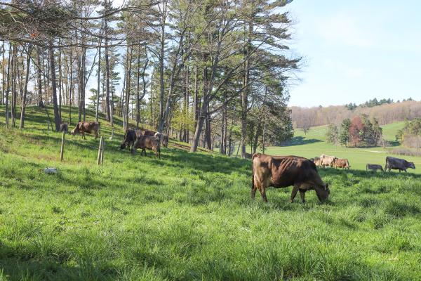 cows grazing in pastures and among trees at Shelburne Farms