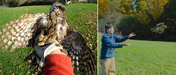 A Cooper's Hawk found in a dairy barn is recovered, cleaned, and released.