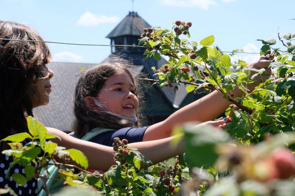 Summer campers harvest ripe berries in preparation for a delicious snack. Photo by Andrea Estey.