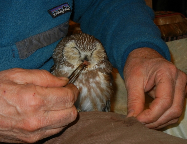 Craig hand feeds a Saw-whet Owl that has been hit by a car.