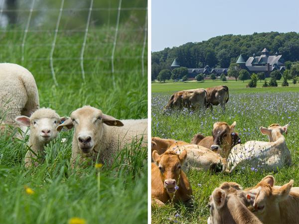 Sheep and Brown Swiss cows enjoy the pastures earlier in the summer.