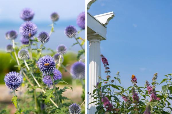 Globe thistle and butterfly bushes adjacent to the South Pergola attract a wide variety of pollinators.