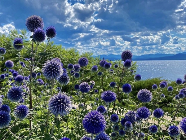 The globe thistle planted by Birgit showing off in the summer of 2020. (Susie Marchand)