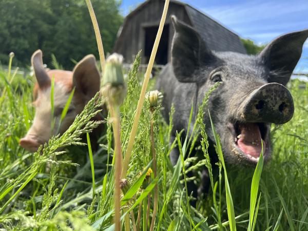 happy-looking pigs at pasture