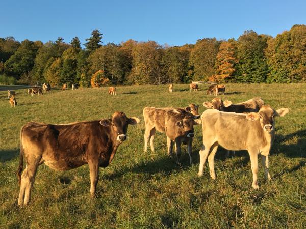 heifers at pasture