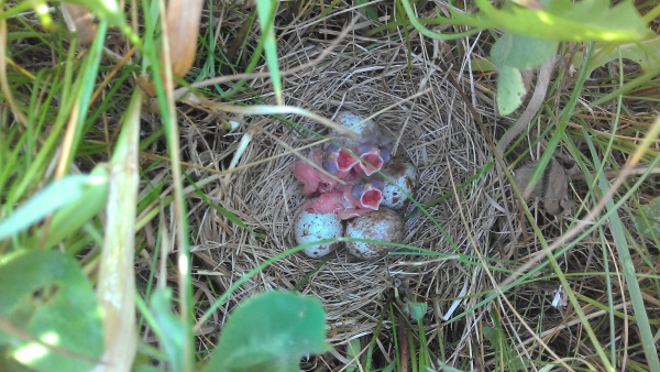 Bobolink chicks require around the clock care while in the nest, a period of about 10 days.