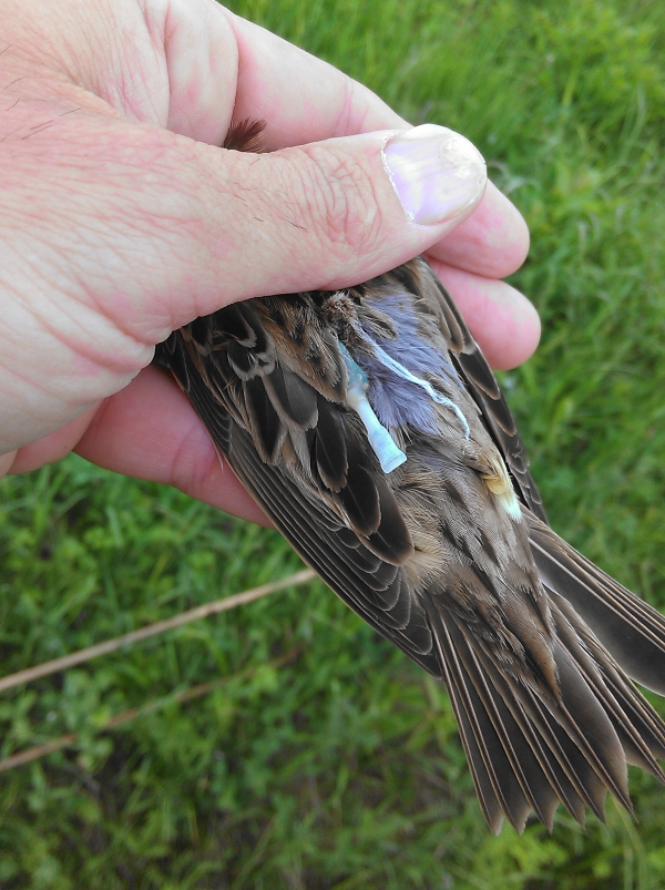 This female Bobolink had just returned to the Farm and was wearing a geolocator. We removed the device and downloaded the data.