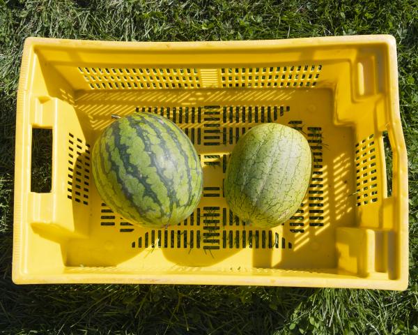 The seedless Ocelot variety is larger, light green, with thick dark green stripes (left), while the seeded watermelons, the Ace variety, are smaller and are pale green in color (image right).