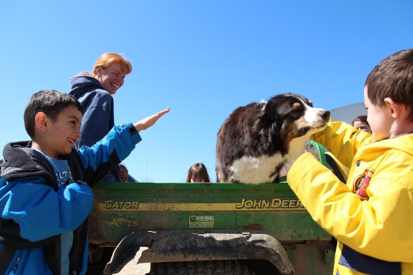 Renee loves her work dogs almost as much as the cows, and uses them to move our cows and sheep around the pastures. The dogs get a lot of attention from schoolchildren who visit to learn about sustainable dairy farming.