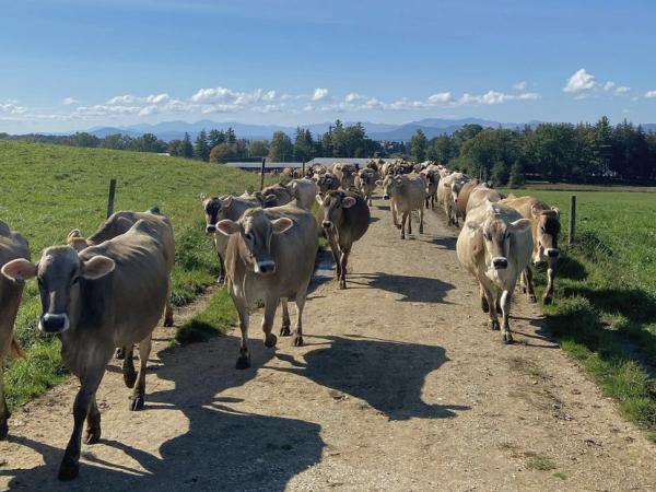 Brown Swiss cows walk down lane for milking at Shelburne Farms