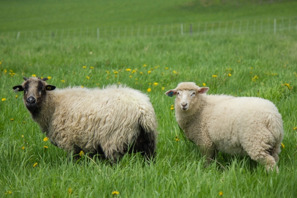 A Navajo-Churro sheep (left) mingles with the rest of the Shelburne Farms flock.