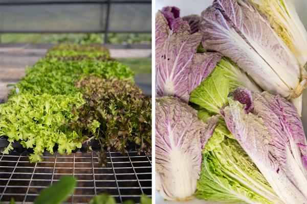 Lettuce starters in the greenhouse & Napa cabbage.