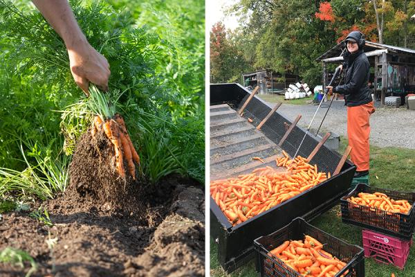 Harvesting & washing carrots.