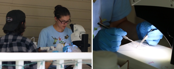 My research student, Lourenco Martins, and I using a microscope and careful dissection to identify firefly species by their external and internal characteristics. We brought this scope with us to Vermont to help with identification.