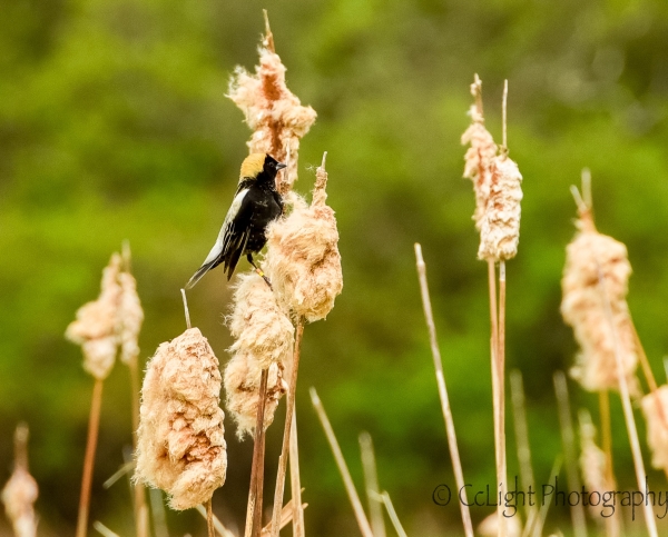 A male bobolink in our fields, May 2016. Note identifying bands on his leg.