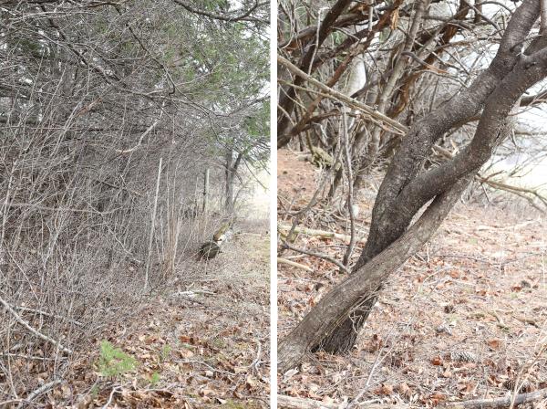 Side by side photos, one showing brushy, ungrazed edge of woods, one showing grazed edge of woods