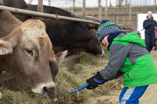 A young child feeds a dairy cow hay using a shovel