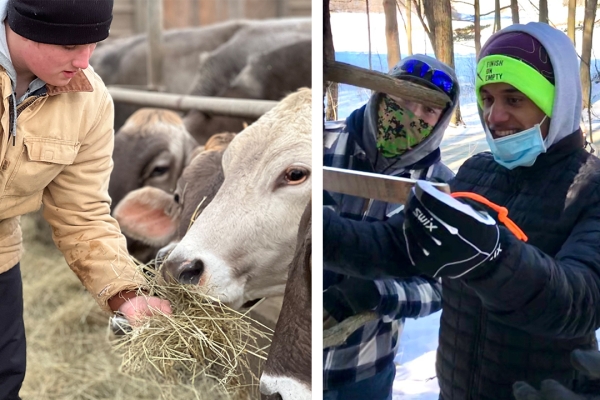 To learn about land management, high school students toured the dairy, then explored the forest with woodlands manager Dana Bishop for a discussion on sustainable harvesting and sugaring. Students from CVU's Field And Forest program feed dairy cows, left, and measure trees in forest, right.