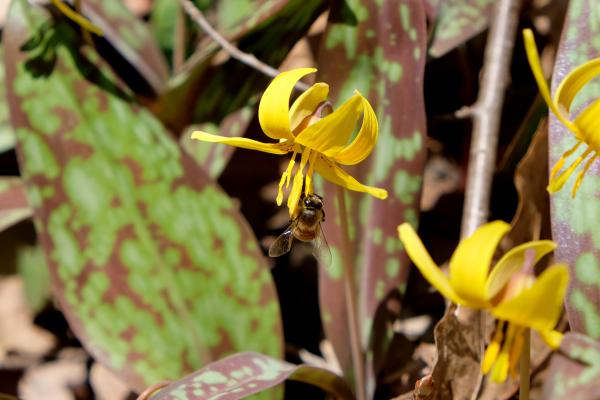 An early pollinator graces a trout lily.