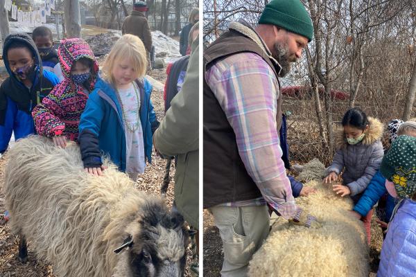 Students at Burlington's Sustainability Academy meet Shelburne Farms education sheep Obie and Ruby