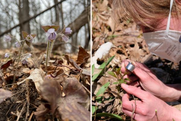 Left: Hepatica and its downy stems. Right: At the spring ephemerals walk, a visitor goes in for a closer look with a hand lens.