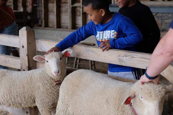 An elementary-aged student pets a lamb in the Shelburne Farms Children's Farmyard