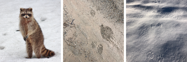 Mighty Naturalist Program; Winter Animal Tracks