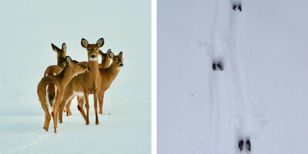 Reading deer tracks in the snow