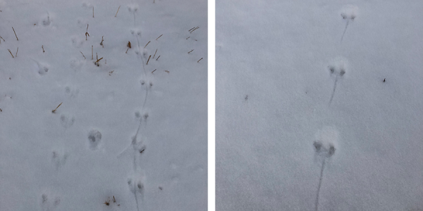 Mighty Naturalist Program; Winter Animal Tracks