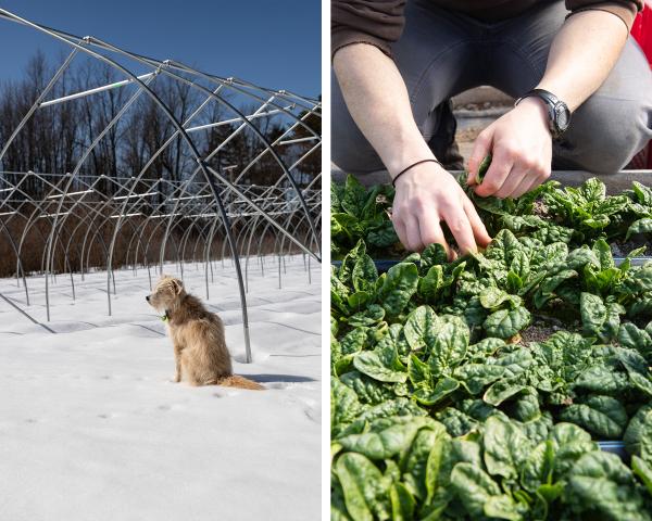Market Garden dog, Sprout, looking over the new tunnel scaffolding, early 2021 spinach harvesting.