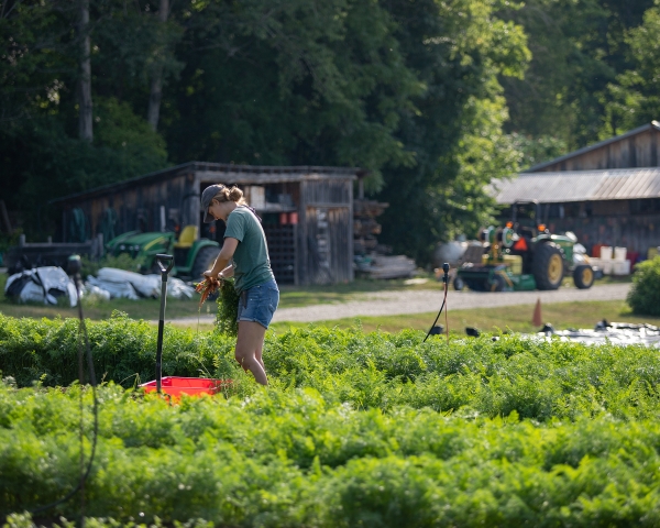 Harvesting carrots in the Market Garden, July 2020. Harvesting carrots in the Market Garden, July 2020.
