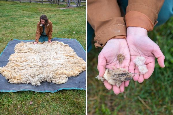 Skirting removes any unusable bits from the sheep's fleece.