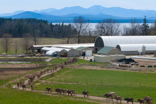 Cows head to the dairy for afternoon milking. Renee knows almost every cow by sight. (Photo by: Orah Moore)