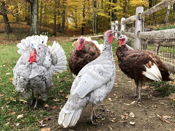 four heritage turkeys