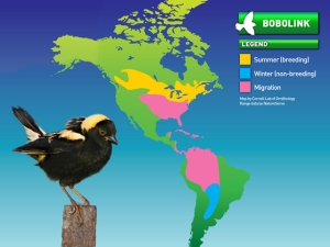 Bobolinks breed in North America, but migrate all the way to Argentina in the winter. Source: http://www.earthrangers.com/wildwire/top-10/top-ten-things-you-didnt-know-about-bobolinks