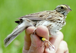 A banded Savannah Sparrow