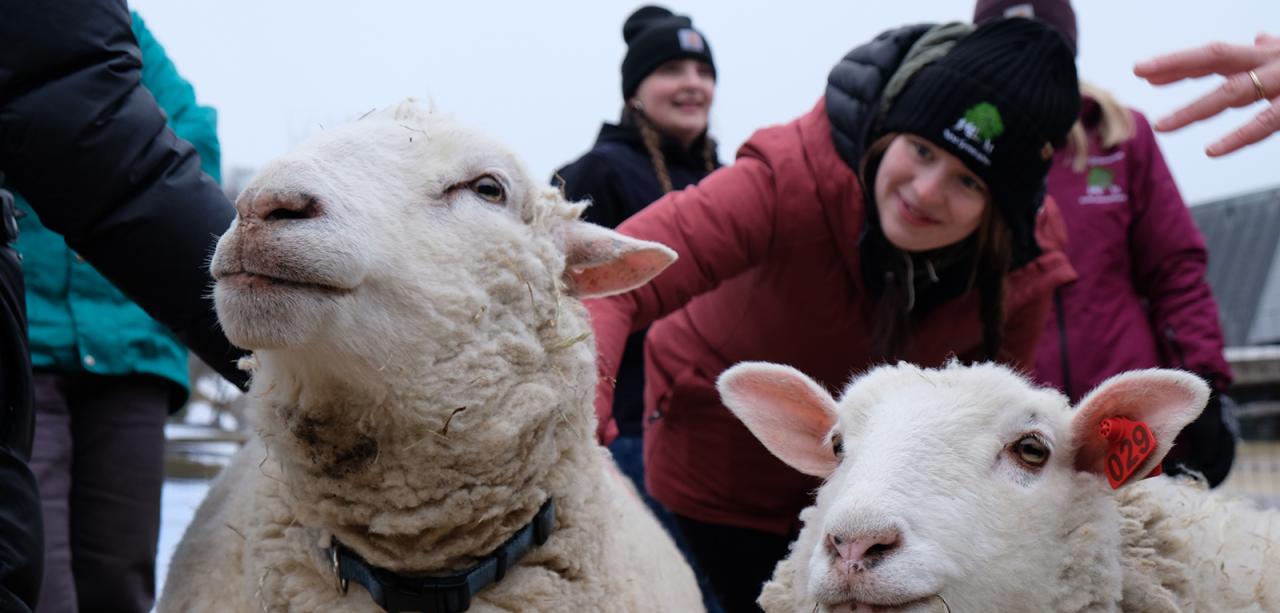 Two sheep appear in foreground. In background, educators smile as they pet sheep.