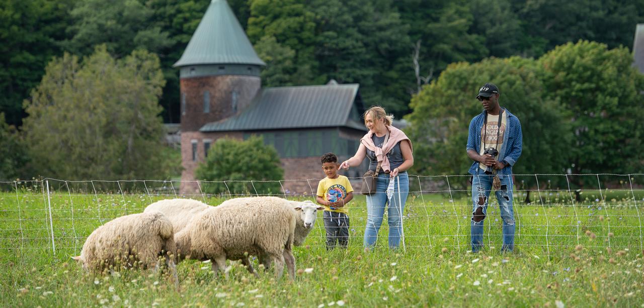 Parents and child with sheep in field