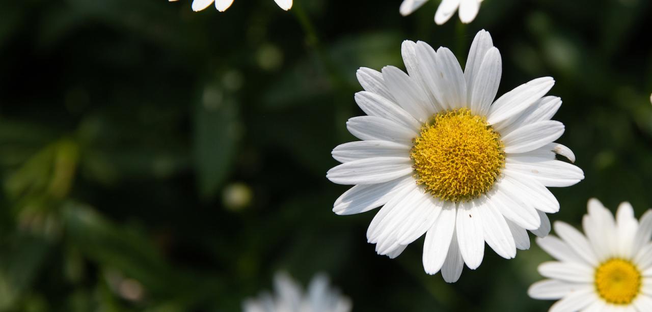 A closeup of white daisies with yellow centers blooming, with dark greenery in background