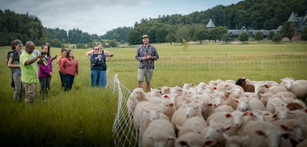 A dozen people stand in a grassy field, admiring a flock of sheep, at Shelburne Farms
