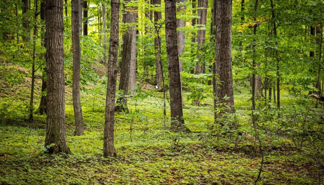 A lush green wooded path.