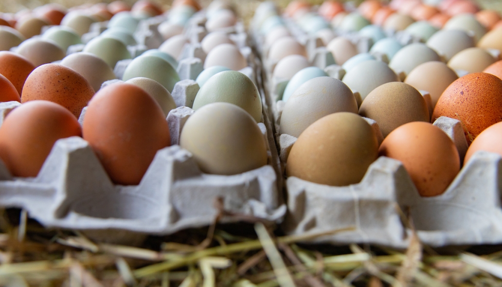 eggs in carton