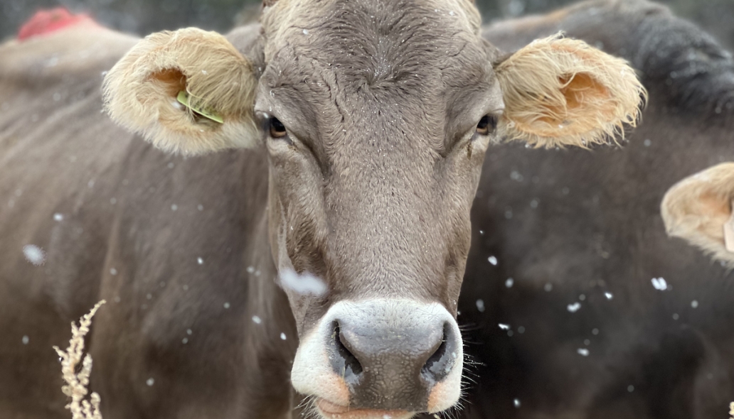 cow in field during winter